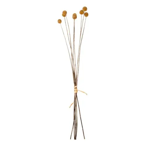 Must-Have DEKORATIVER GETROCKNETER STRAUSS CRASPEDIA GLOBOSA GELB 63cm