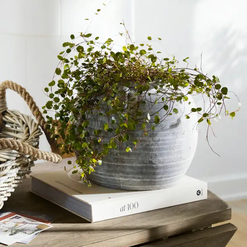 Echt Vase Armand