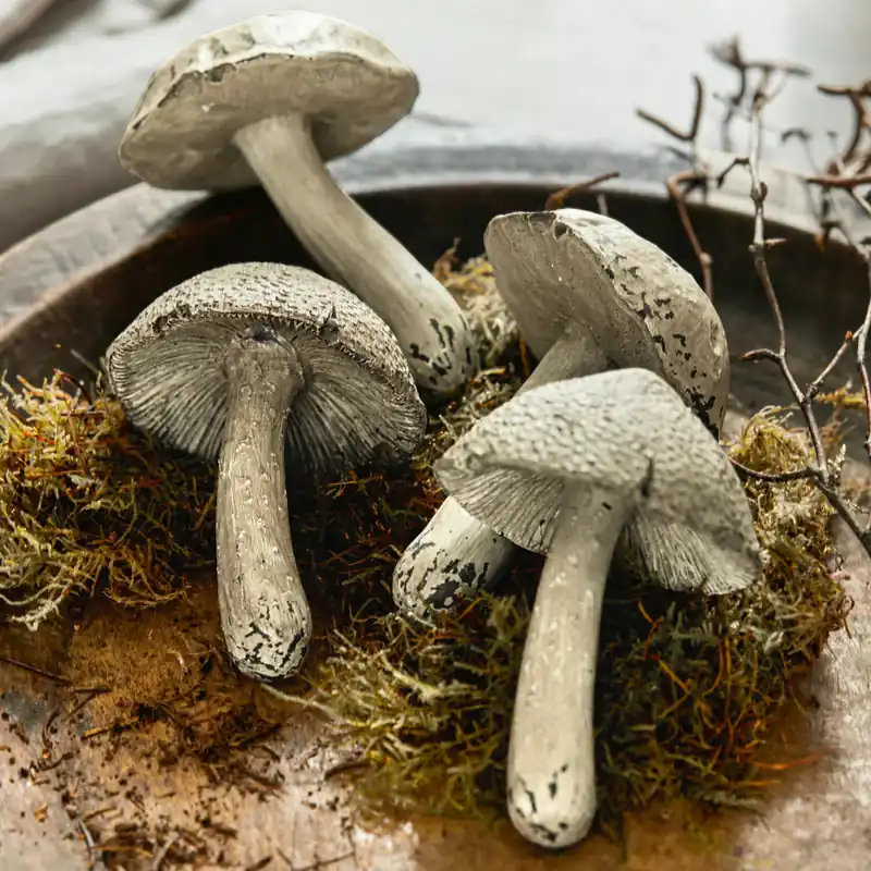 Pilz 4er Set Laval Sale