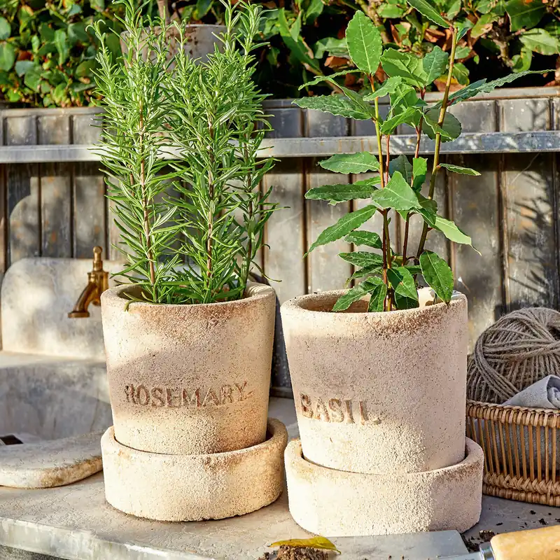 Preisknaller Übertopf 2er Set Basil & Rosemary