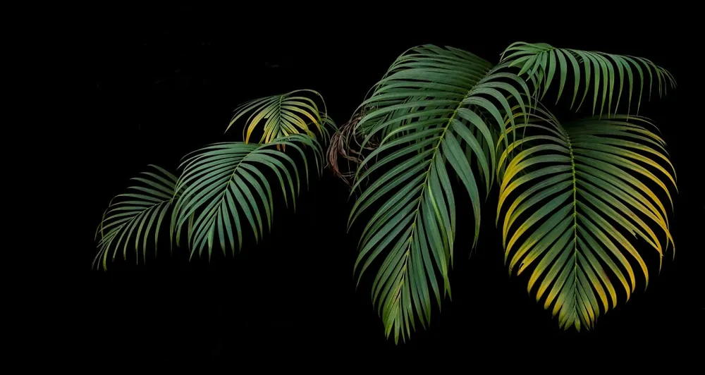 Leinwandbild mit Palmenblättern 100x70 cm zeitlose Dekoration für jedes Interieur Bild in ausdrucksstarken Farben hohe Verarbeitungsqualität Aktuell